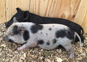 potbelly pigs