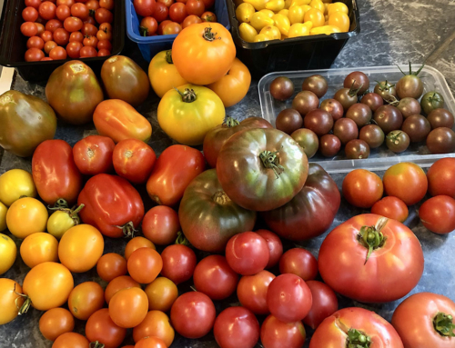 Westbury Community Garden: Annual Tomato Tasting Festival, June 3
